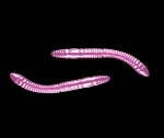 Libra Lures Fatty D’Worm Pink Pearl,Libra Lures Fatty D’Worm Pink Pearl