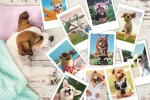 Trefl - Puzzle - Fotky z dovolené