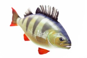 Gaby Polštář Okoun říční mini 35 cm,Gaby Polštář Okoun říční mini 35 cm