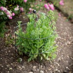 Garden Trading Kovová podpora pro rostliny Domed Plant Support, šedá barva, kov