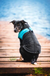Slim-rainy obleček pro psa na zip Barva: Černo-červená, Délka zad (cm): 51, Obvod hrudníku: 74 - 80 cm