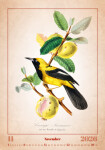 Nástěnný kalendář 2026 Helma - Aviarium, 31,5 x 45 cm