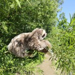 Plyšový lenochod 30 cm ECO-FRIENDLY