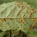 Biocont PREV-GARD