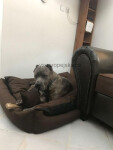 Lux nadýchaný pelech pro psa Barva: Černá, Rozměr (cm): 130 x 110