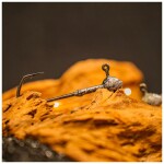 Vagner Jigová hlavička Angry Jighead,Vagner Jigová hlavička Angry Jighead