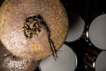 Meinl MABS