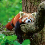 Nástěnný poznámkový kalendář 2026 NOTIQUE - Pandy, 30 x 30 cm