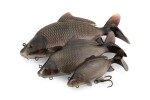 Fox Rage Gumová nástraha Ultra-Realistic Common Carp Replicant,Fox Rage Gumová nástraha Ultra-Realistic Common Carp Replicant