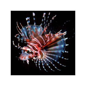 Pohlednice 3D Perutýn MCA34