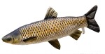 Gaby Polštář Amur 73 cm,Gaby Polštář Amur 73 cm