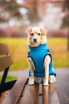 Aero zimní bunda pro psa s postrojem Barva: Modrá, Délka zad (cm): 23, Obvod hrudníku: 34 - 38 cm