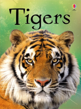 Beginners Tigers James Maclaine