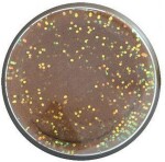 Berkley Těsto na pstruhy PowerBait Natural Glitter - Fish Pellet Glitter,Berkley Těsto na pstruhy PowerBait Natural Glitter - Fish Pellet Glitter