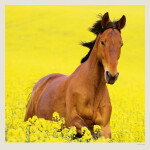 Nástěnný kalendář 2027 Helma Horses