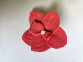 Dortisimo Cukrová orchidej červená (9 ks)