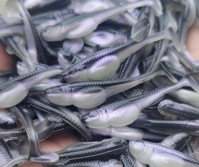 Libra Lures Gumová nástraha Embrion Shad 2″ 10ks - Violet Shine 120,Libra Lures Gumová nástraha Embrion Shad 2″ 10ks - Violet Shine 120