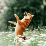 Nástěnný poznámkový kalendář 2026 NOTIQUE - Psi, 30 x 30 cm