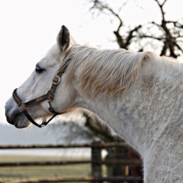 Černý jezdec, bílý kůň - Karel Šiktanc - audiokniha
