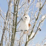 Eco-Friendly sova pálená 17 cm