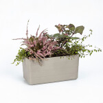 Truhlík Berberis 40 cm
