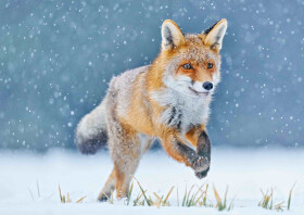 Pohlednice 3D - Running Fox