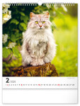 Nástěnný kalendář Kočky 2025, 30 34 cm