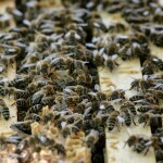 Včelařství Domovina Heřmánek medu Hmotnost: