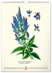 Nástěnný kalendář 2027 Notique Vintage herbář, 33 × 46 cm