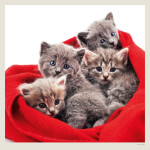 Nástěnný kalendář 2027 Helma Cats