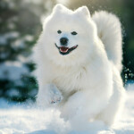 Nástěnný poznámkový kalendář 2026 NOTIQUE - Psi, 30 x 30 cm