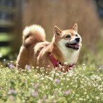 Nástěnný kalendář poznámkový 2027 Notique Happy Doge, 30 x 30 cm