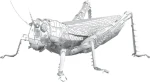 Metal Earth 3D puzzle Luční koník