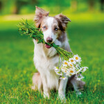 Nástěnný poznámkový kalendář 2026 NOTIQUE - Psi, 30 x 30 cm