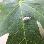 Biocont PREV-GARD
