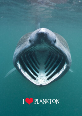 Pohlednice 3D Miluj plankton