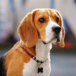 Nástěnný poznámkový kalendář 2026 NOTIQUE - Psi, 30 x 30 cm