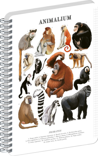 Spirálový blok Animalium - Primáti, čtverečkovaný, A4