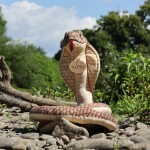 Plyšový had kobra 127 cm, ECO-FRIENDLY