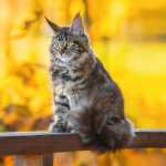 Nástěnný poznámkový kalendář 2026 NOTIQUE - Kočky, 30 x 30 cm