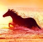Nástěnný poznámkový kalendář 2026 Helma - Horses