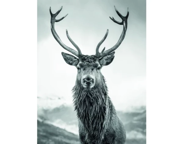 Obraz na plátně Jelen 46x61 cm, černobílý