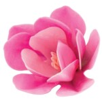 Dekorace oplatková - Magnólie růžová 6 ks