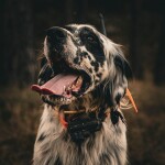 Obojek pro dalšího psa DOG GPS X25TB- zelená