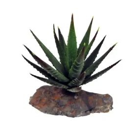 Lucky Reptile-Sukulenty Tiger Aloe cca 8 cm (FP-64682)