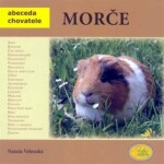 Morče