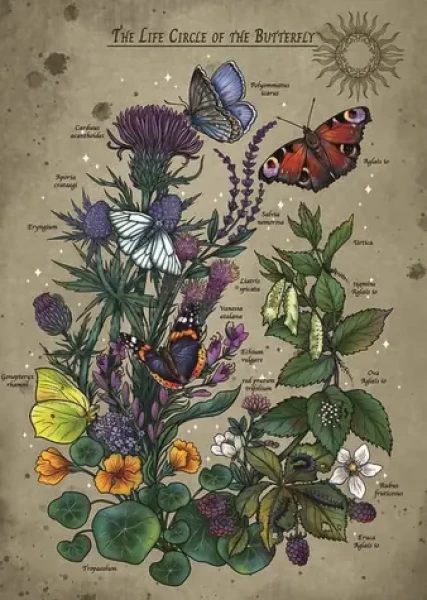 Ravensburger Puzzle: Životní cyklus motýla