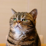 Nástěnný poznámkový kalendář 2026 NOTIQUE - Úsměv, prosím, 30 x 30 cm