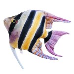 Gaby Polštář Skalára amazonská 51 cm,Gaby Polštář Skalára amazonská 51 cm