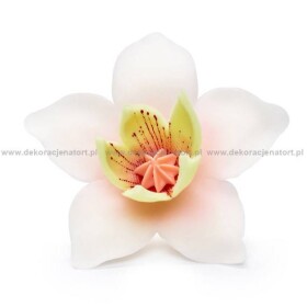 Dortisimo Cukrová dekorace Pětilistá květina bílá (20 ks)